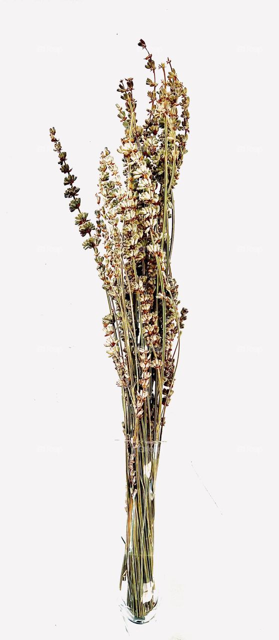 Dried lavender flowers. The aroma of lavender is strong, rich and tart, the taste of lavender tea is spicy, pleasant, very fragrant. This drink is suitable for the evening; it will help you relax and relieve the stress of the whole day.