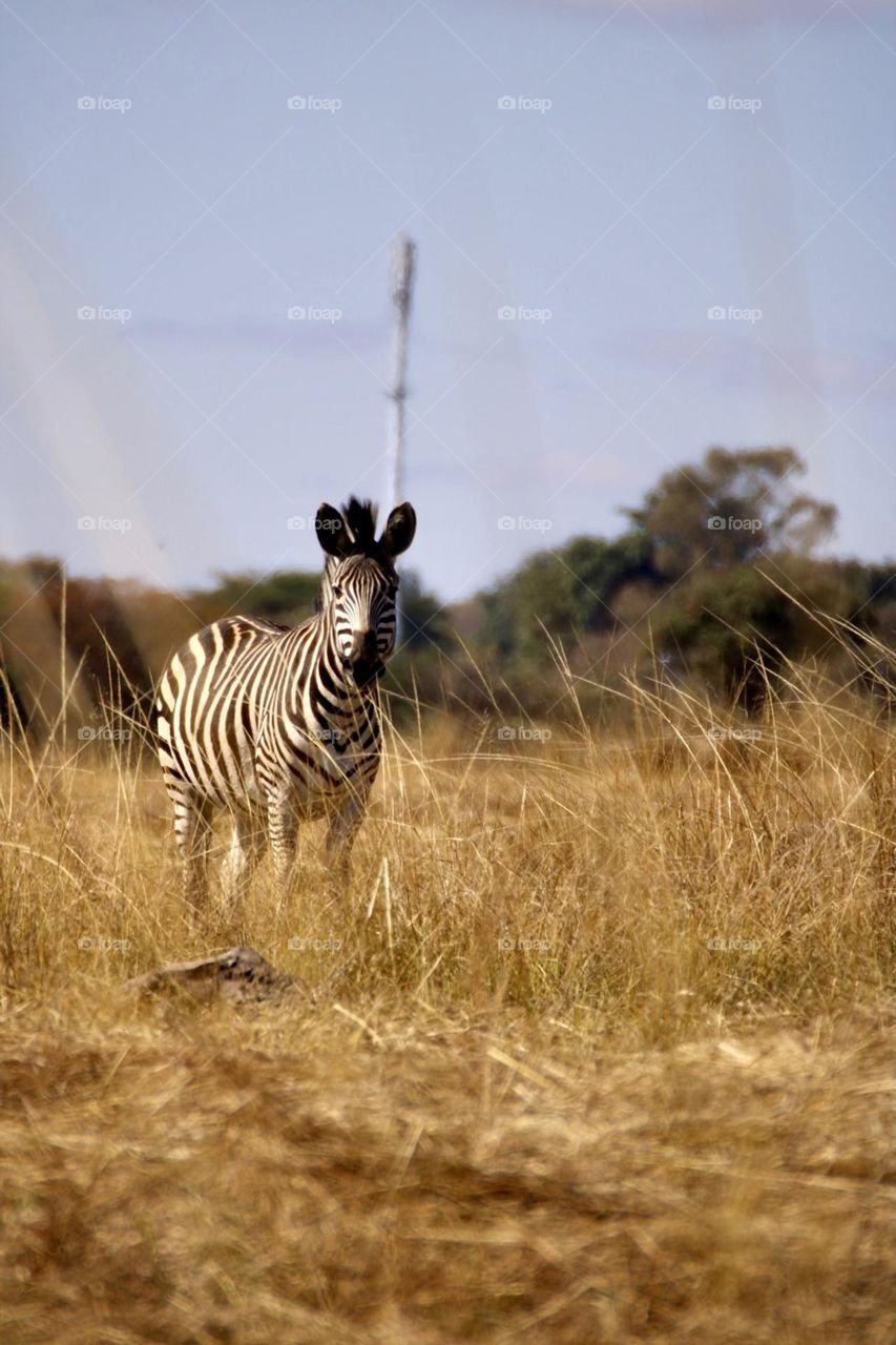 A dreamy photo of a zebra 