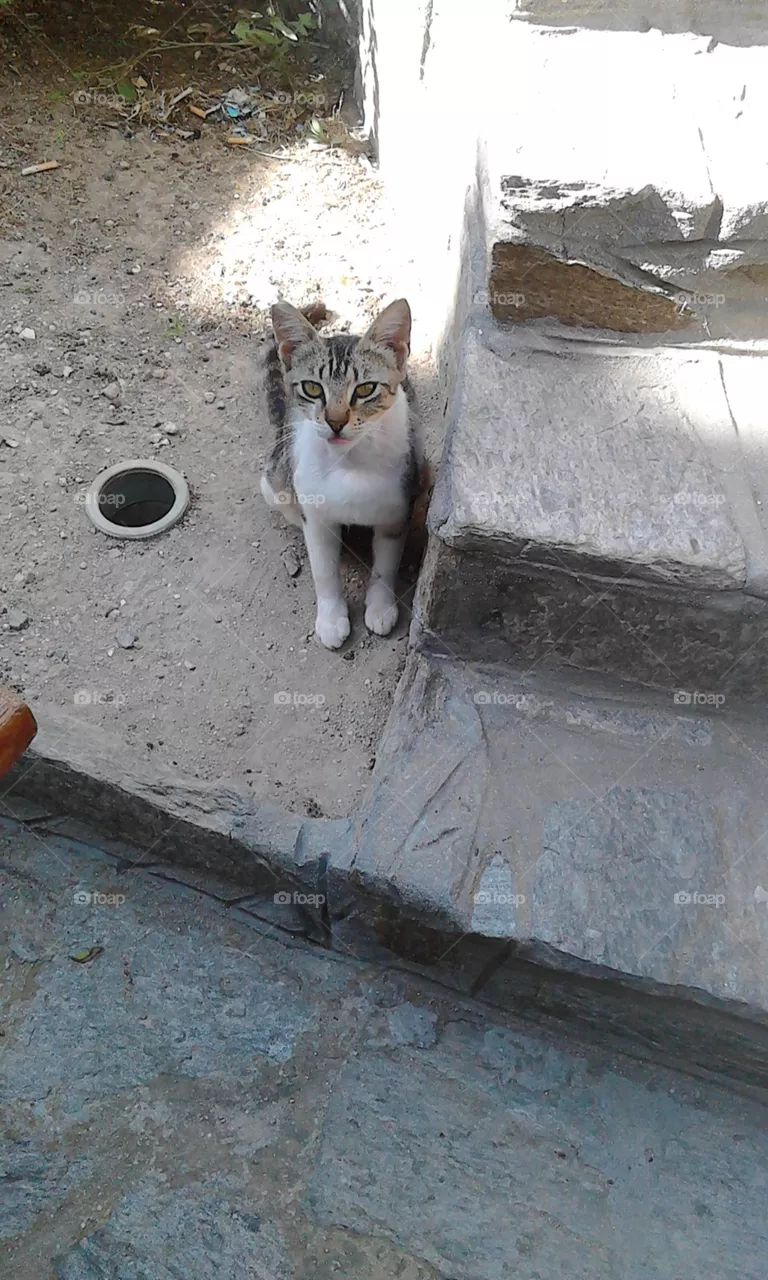 cat