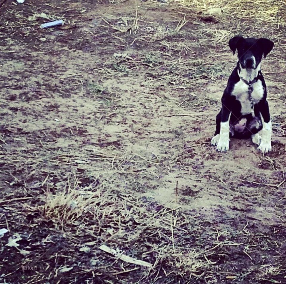 Young English Pointer. Sitting