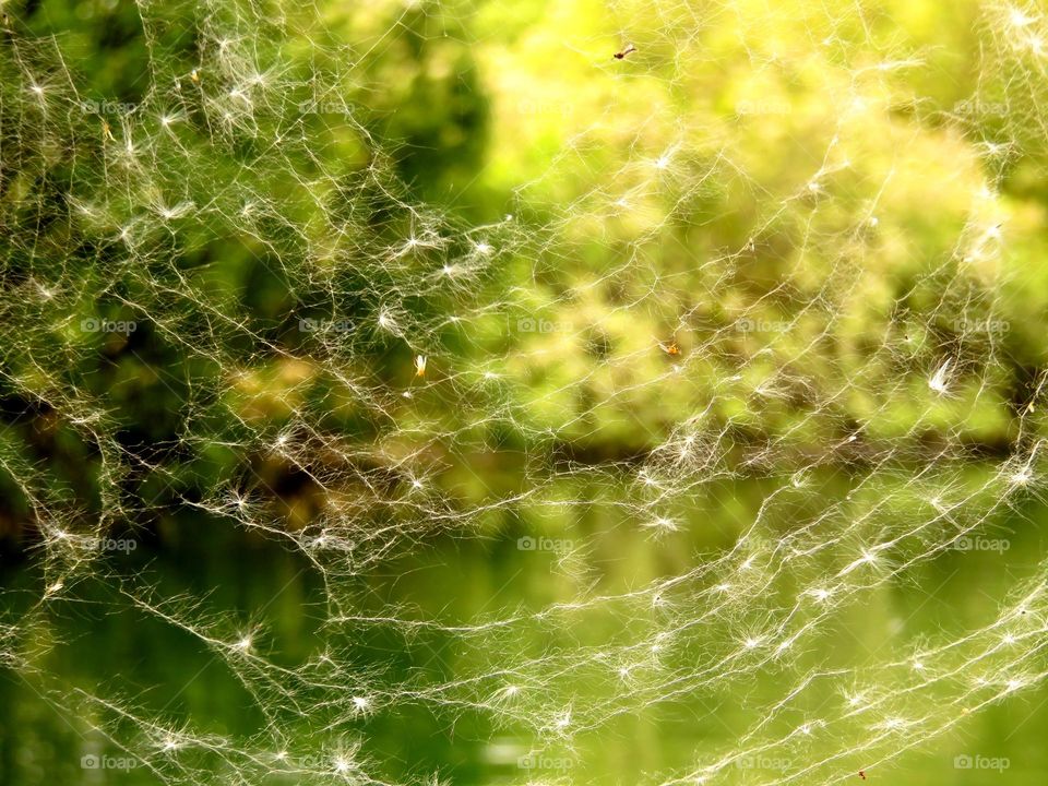 Close-up of cobweb