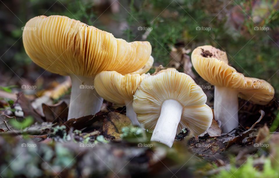 Golden Brittlegill mushrooms