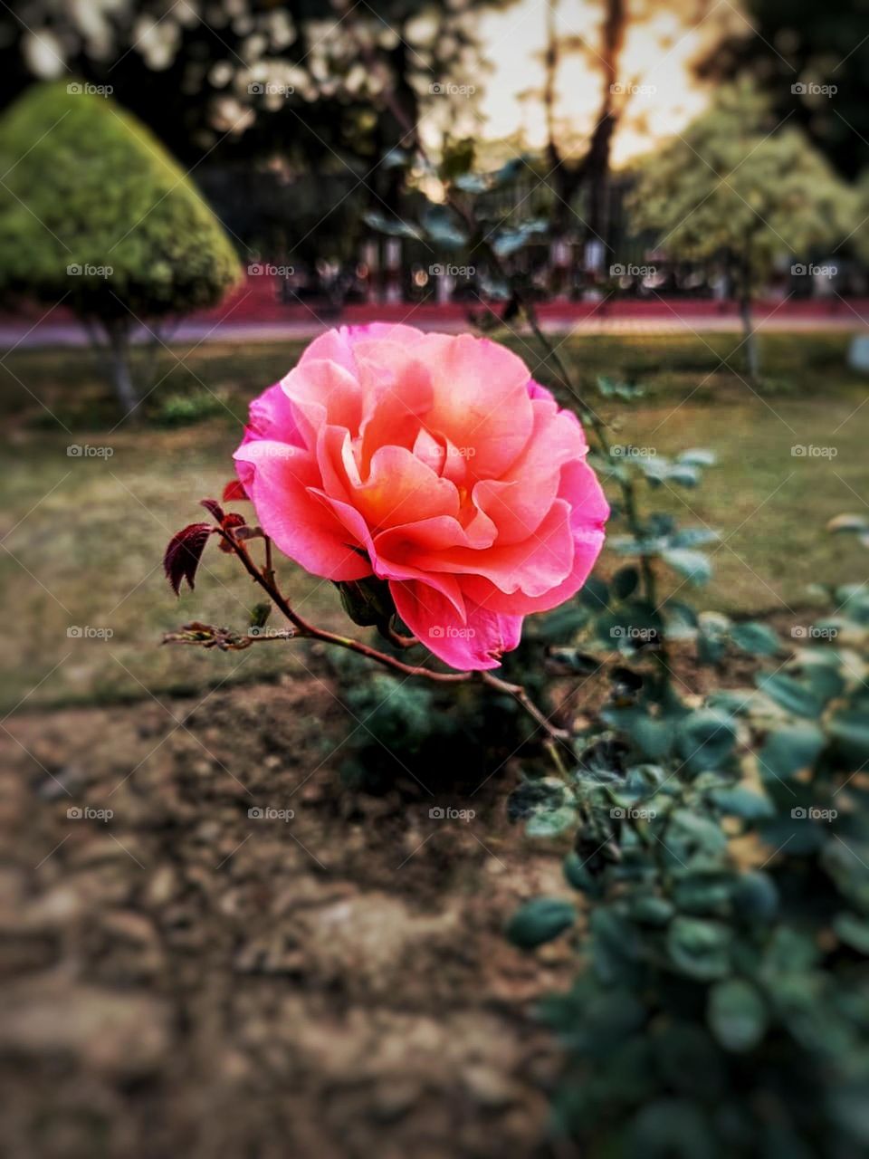 That rose among plants is like a shining star in a garden full of wonders! It really stands out beautifully. 🌹✨