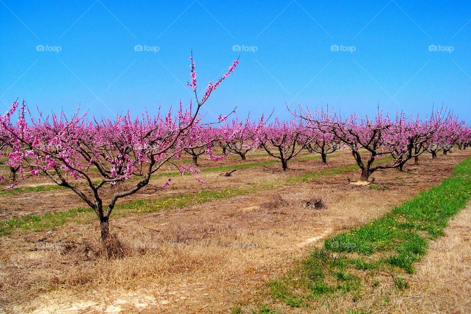 Peach Bloom