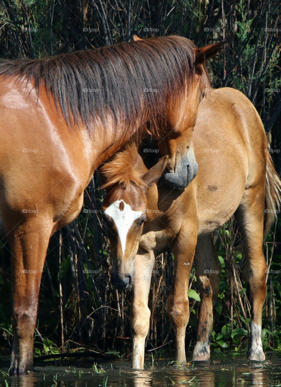 Wild Colt and His Mother