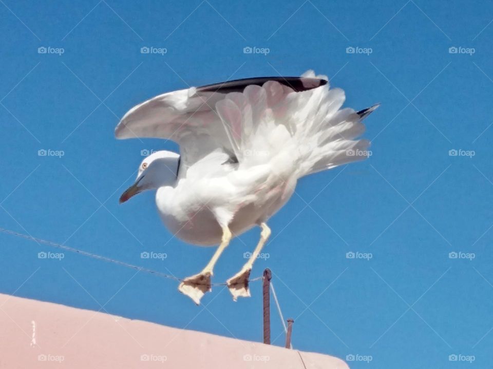 A Beautiful seagull