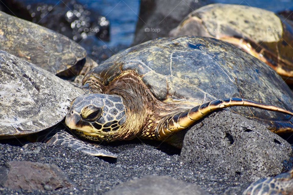 Green sea turtle at Punaluu Beach