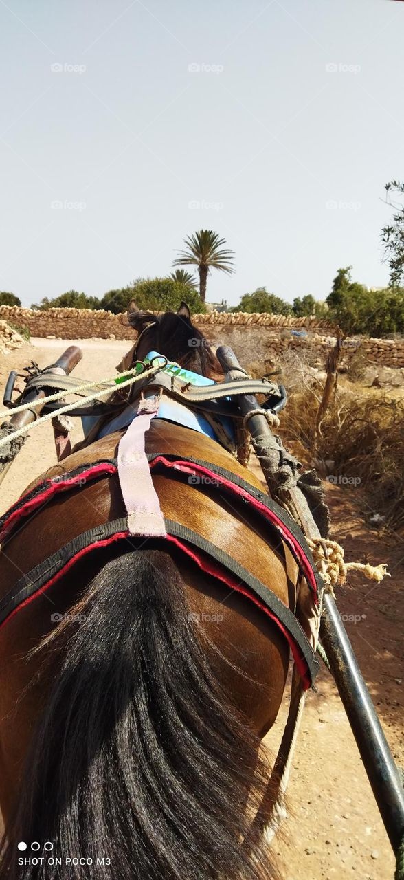 a horse on the road.