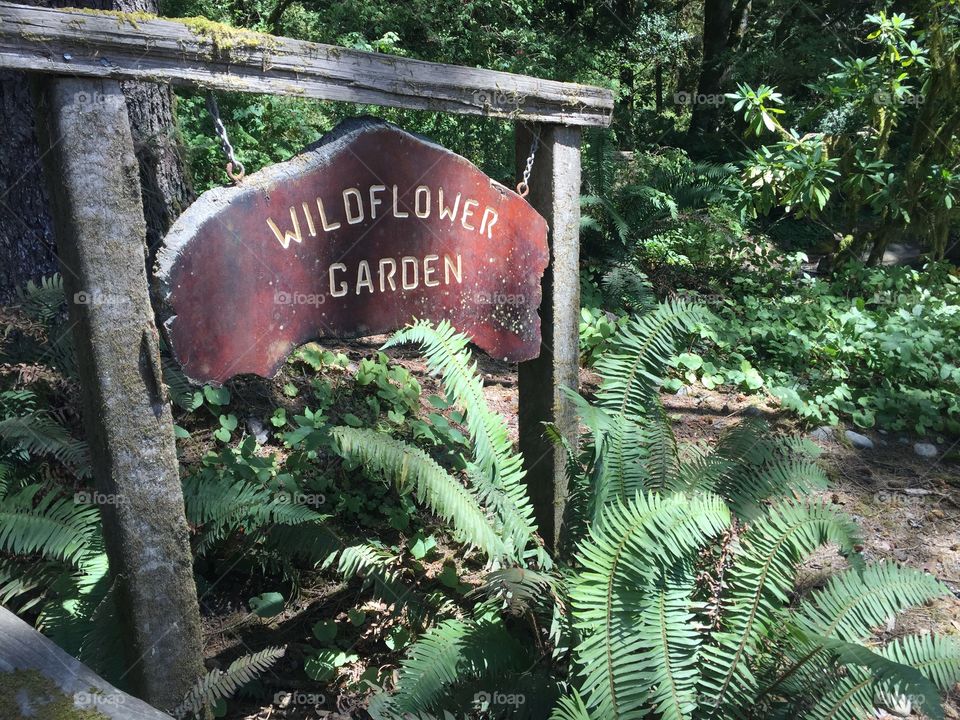 Trees of mystery Oregon 