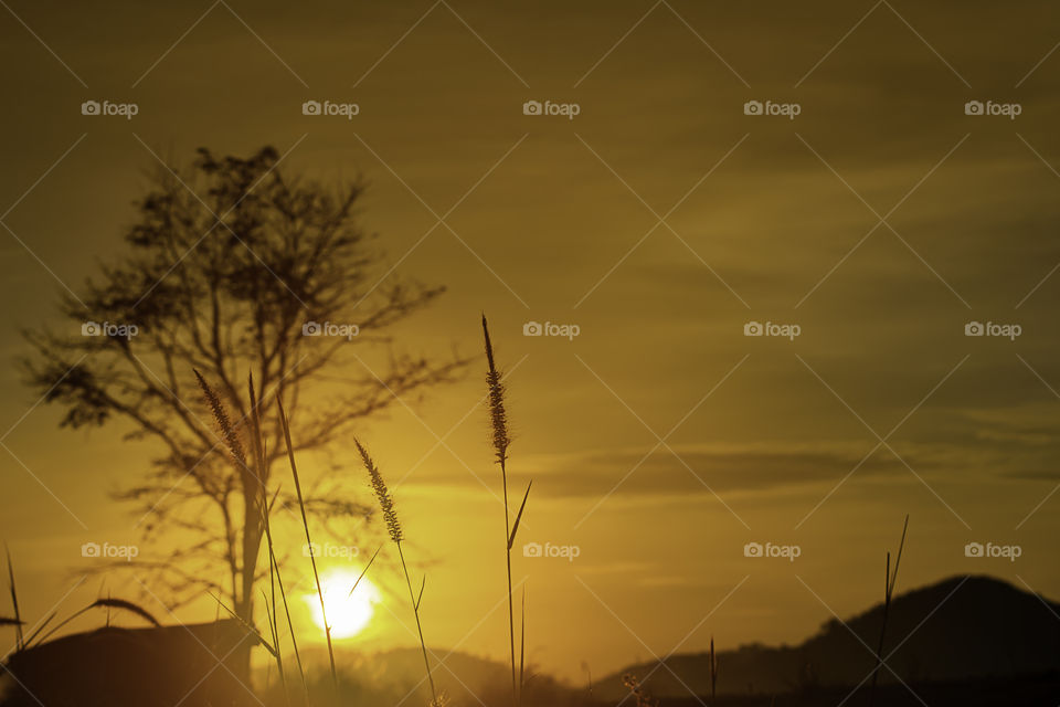 The morning sun light behind the mountains and the tree.