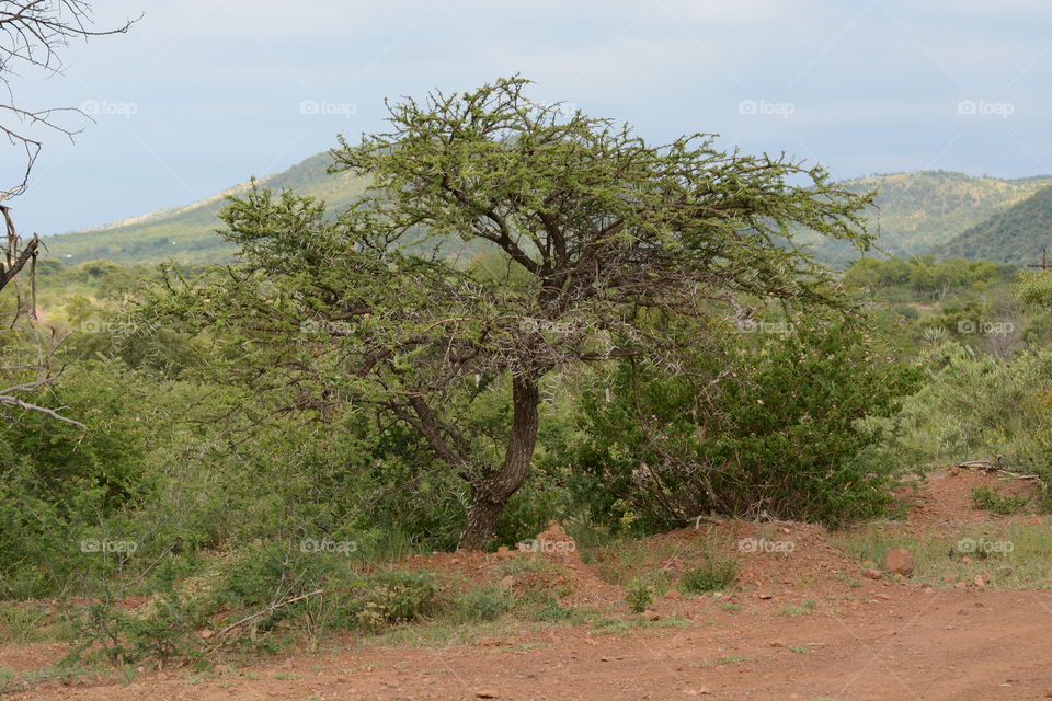 thorn tree bush veld