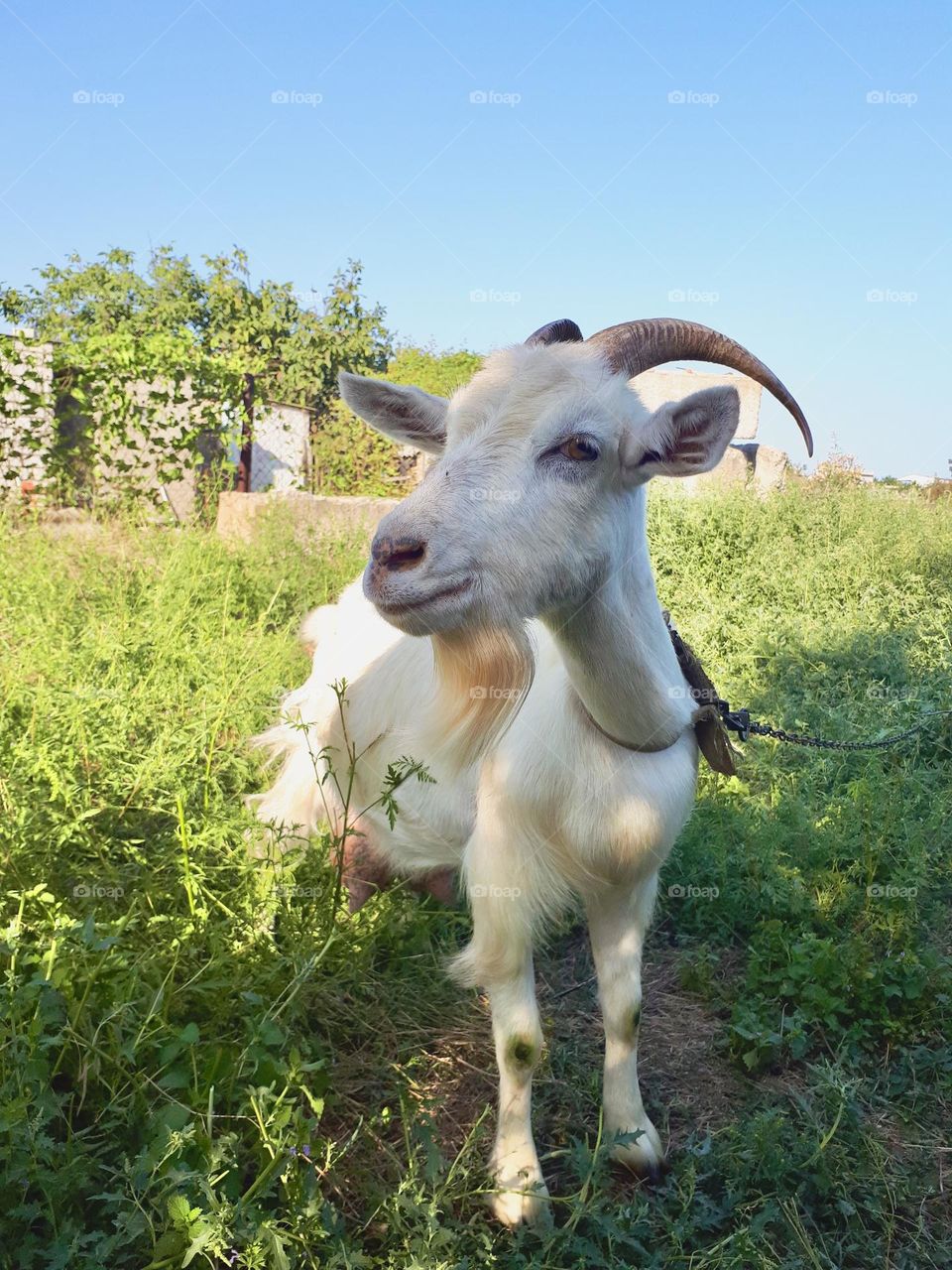 White goat with horns at the green grass meadow 