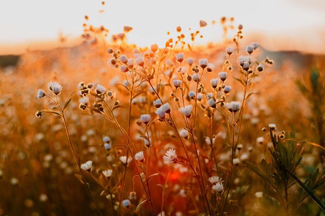 beautiful flowers