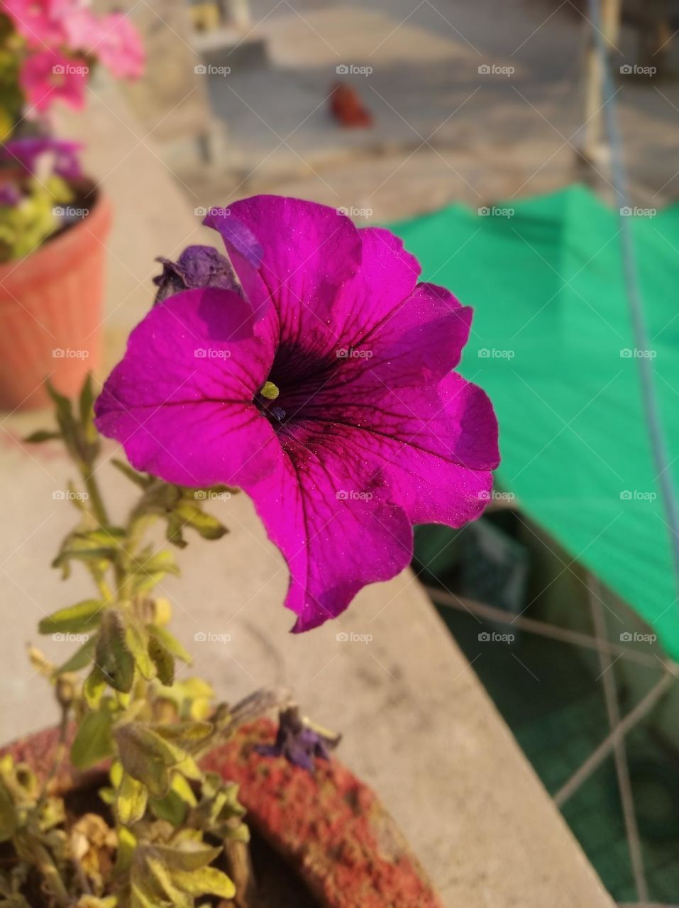 pitunia maharoon in colour looks very beautiful generally found everywhere fresh seasonal