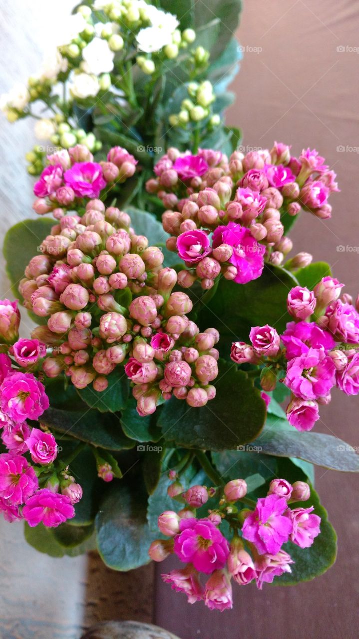 Dezenas de botões com suas minúsculas flores rosa escuro.