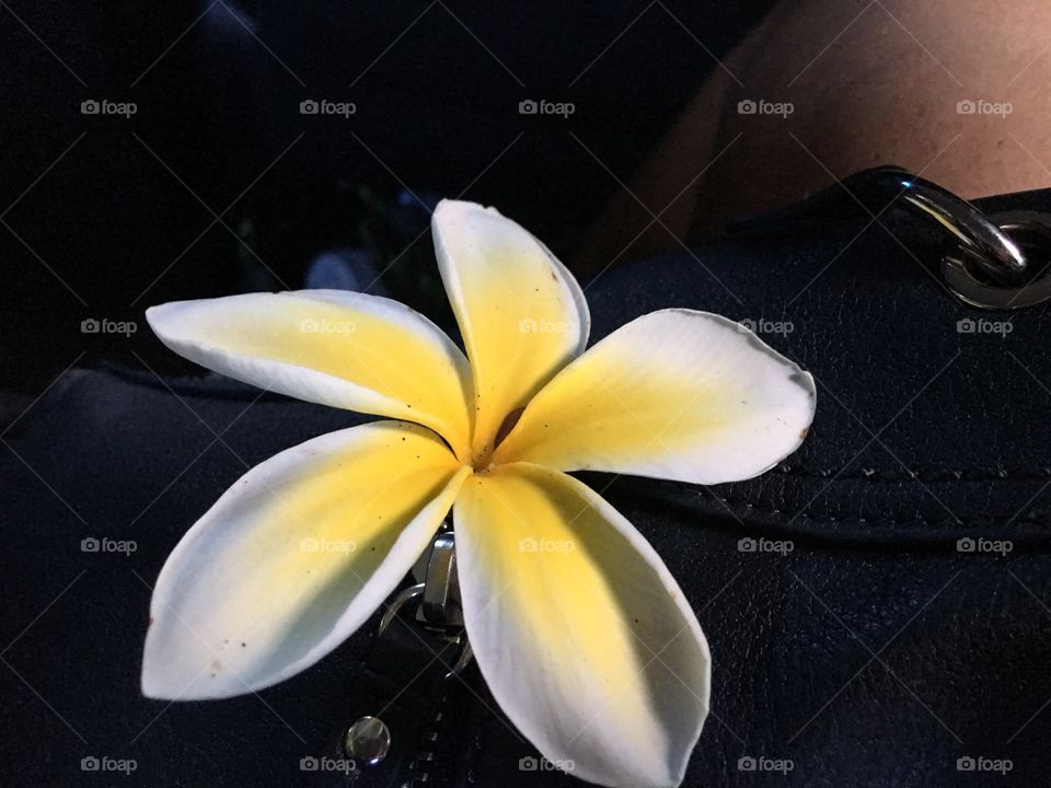 Orchid flower on a person's lap