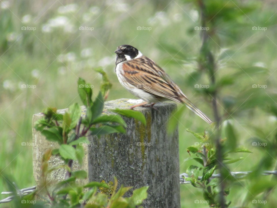 reed bunting