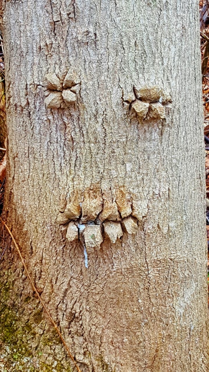 The face in tree trunk