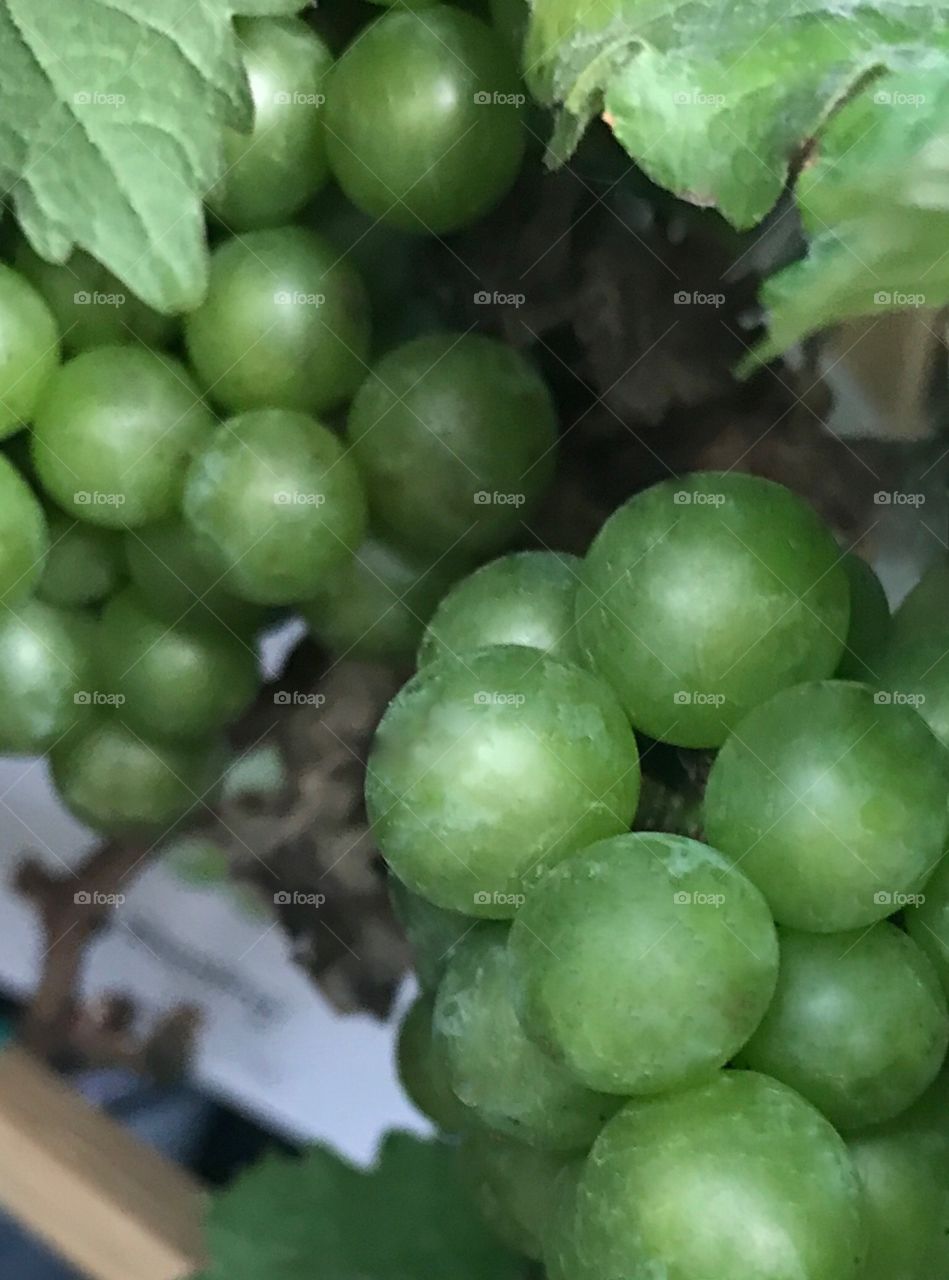 fruit of the vineyard