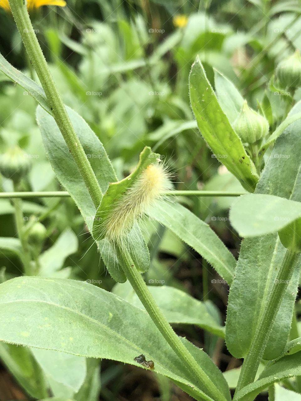 Caterpillar 