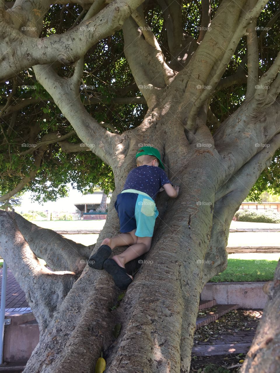 Child (boy) climbing tree