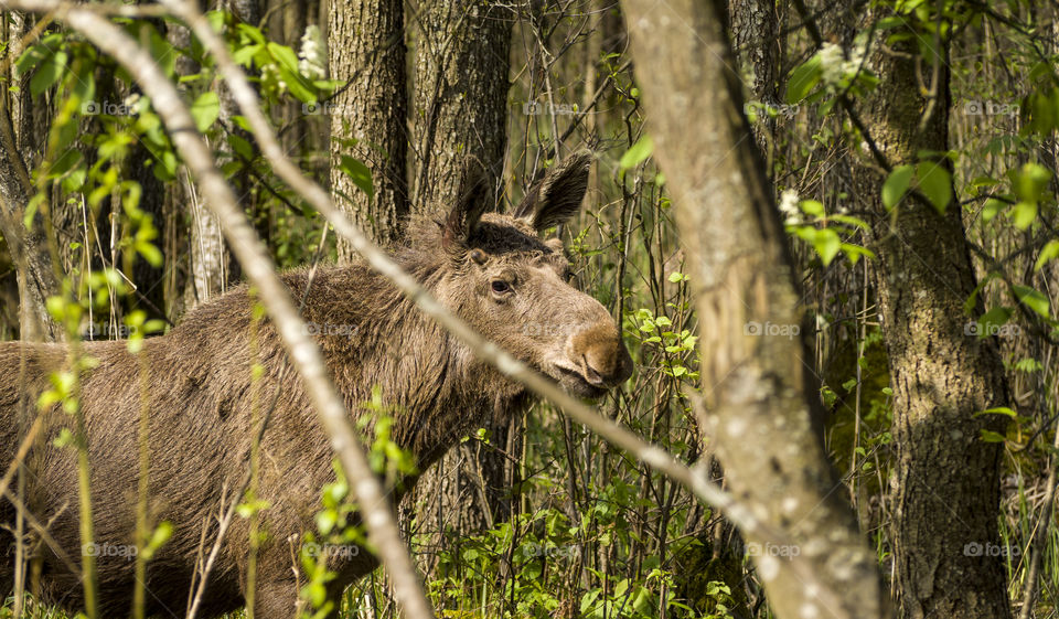 Moose standing in forest