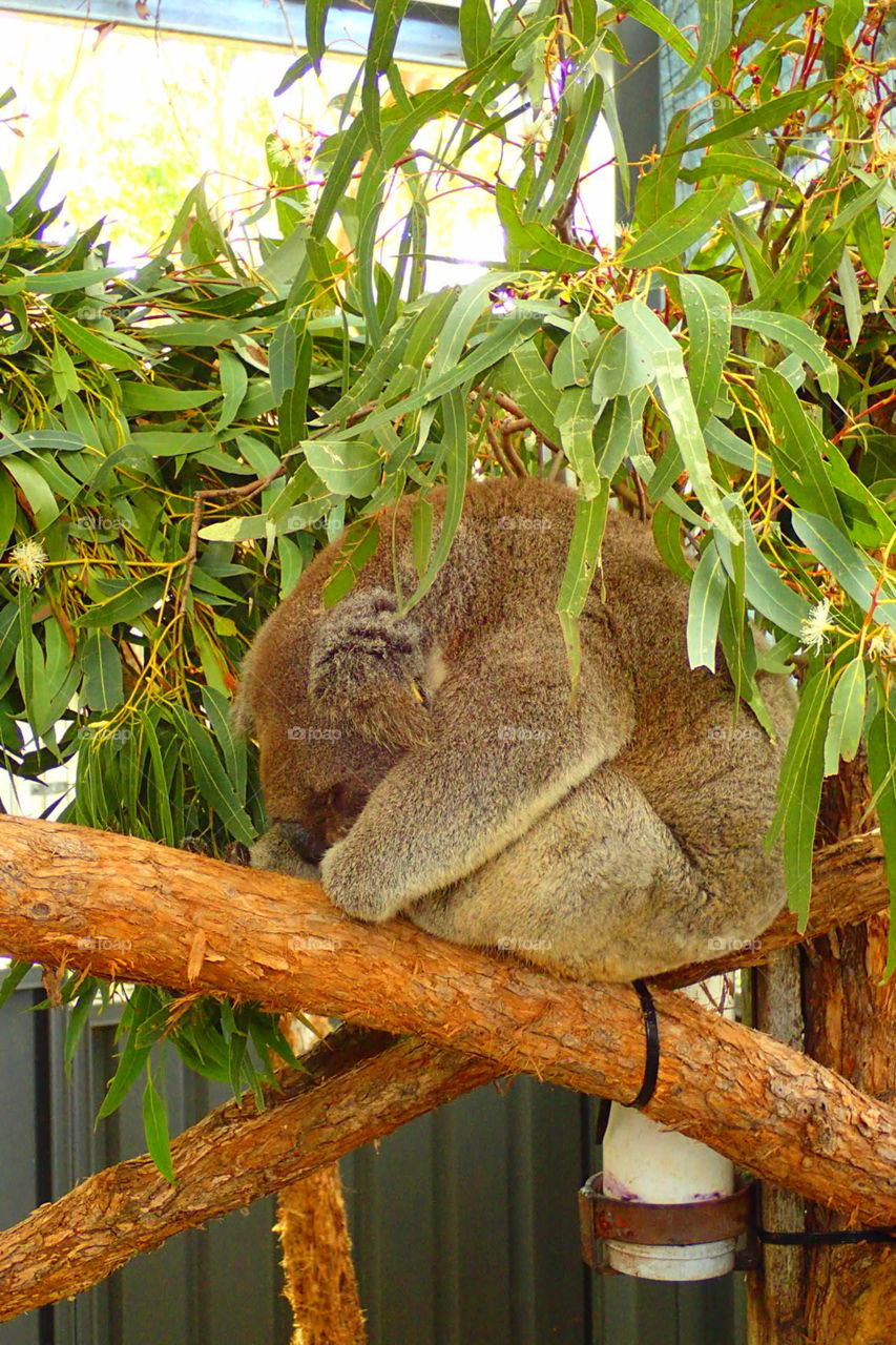 koala Australia