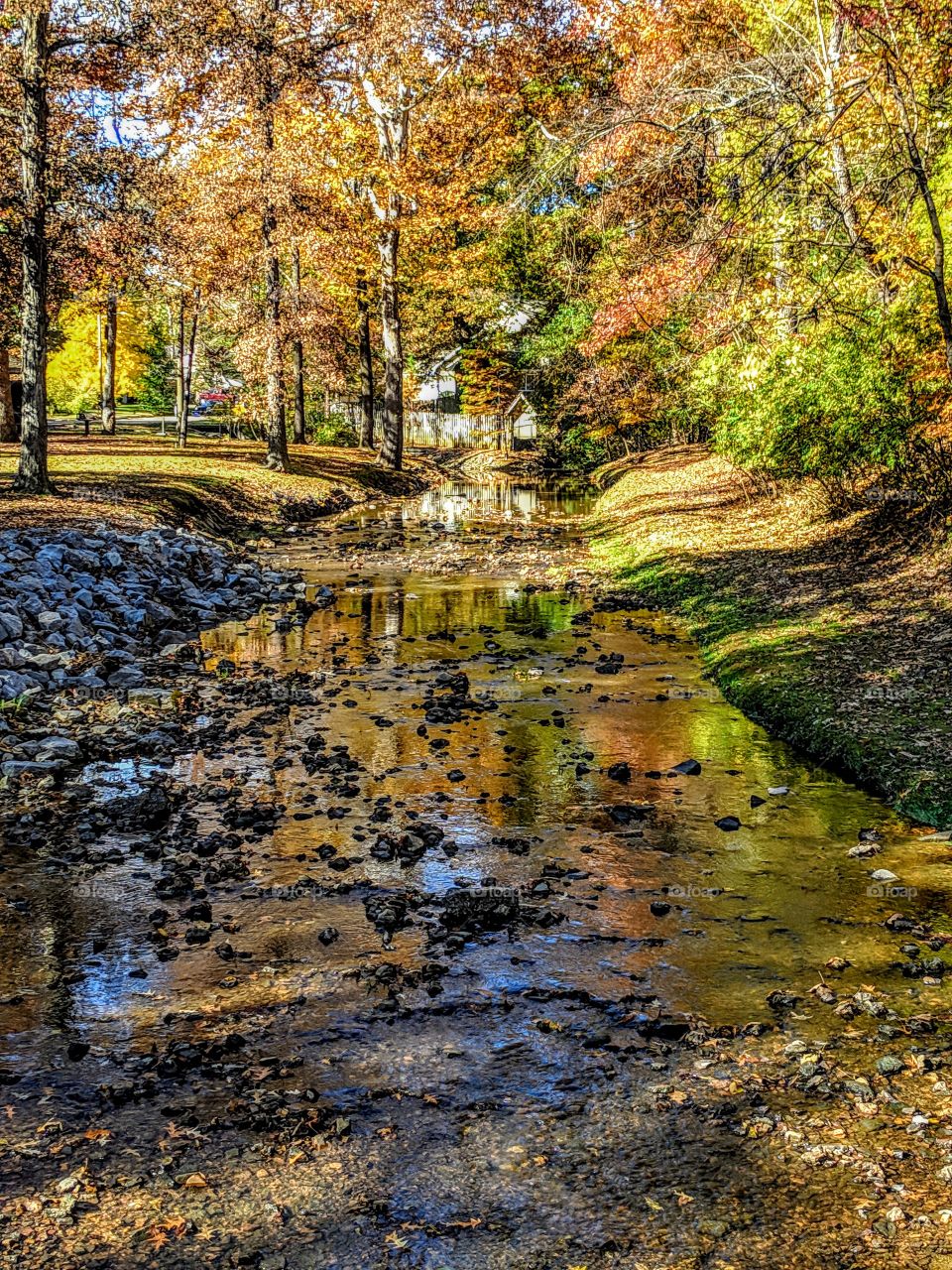 Creek surrounded by Fall Trees