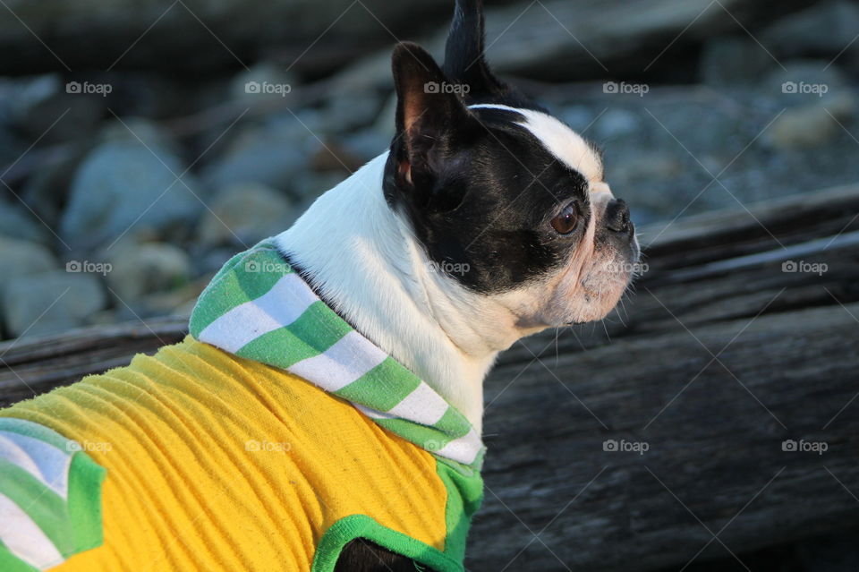 Another day at the beach with pups but this time some beautiful late afternoon winter sun warmed us while we took in the views. My wussy Boston Terriers hate getting cold so they had their shirts on when clambering around on the driftwood. 