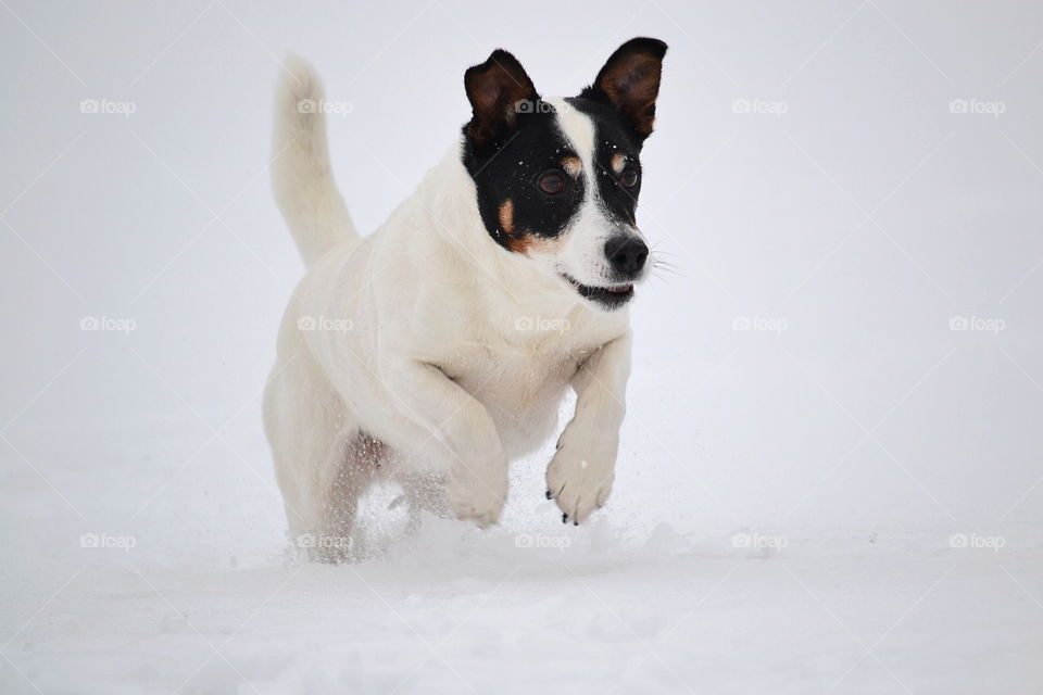 Cute dog jumping in the snow