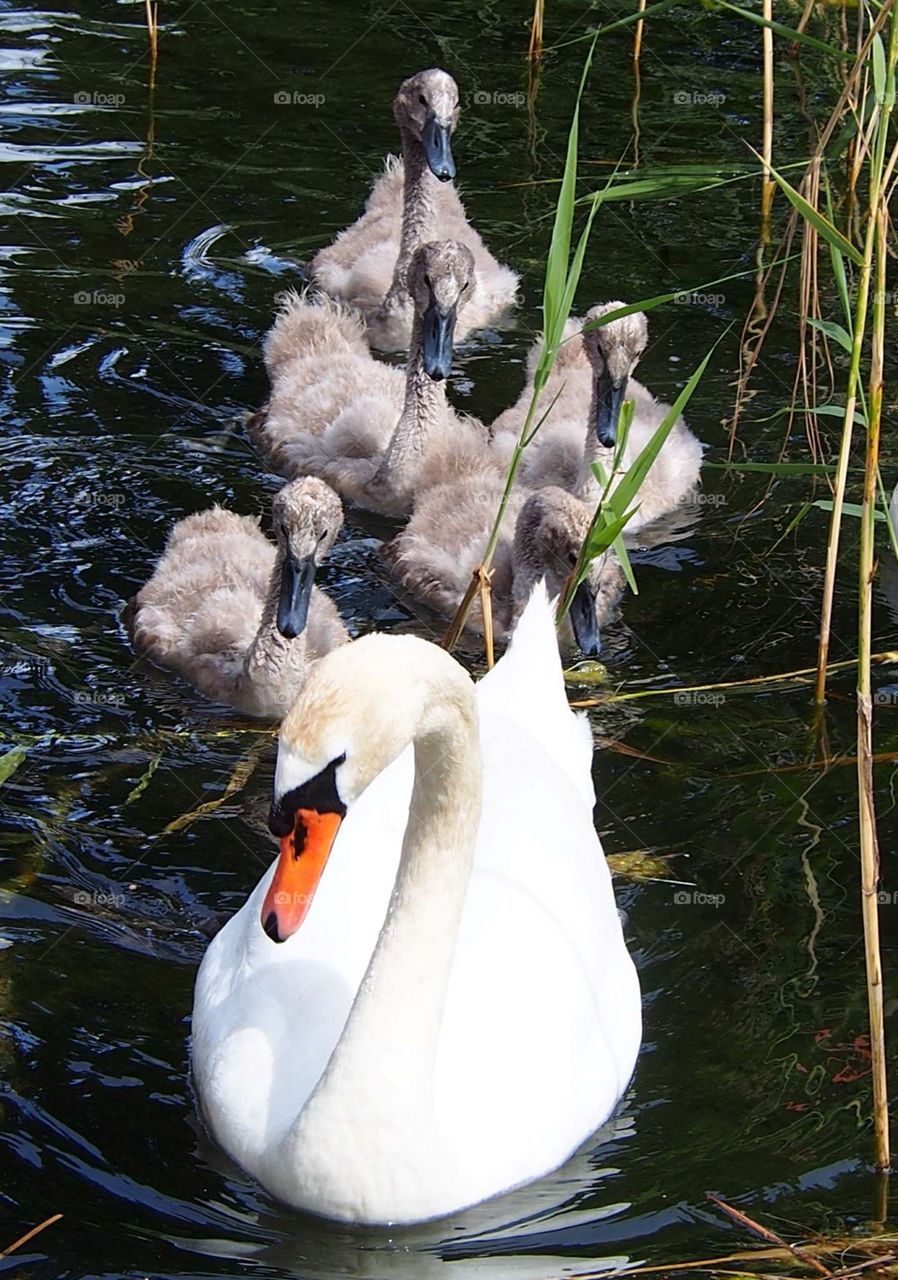 Swan family