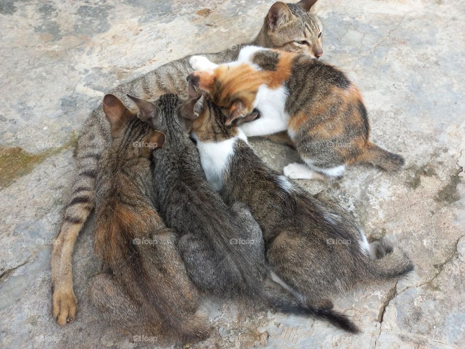 Mother cat breastfeeding her four kittens