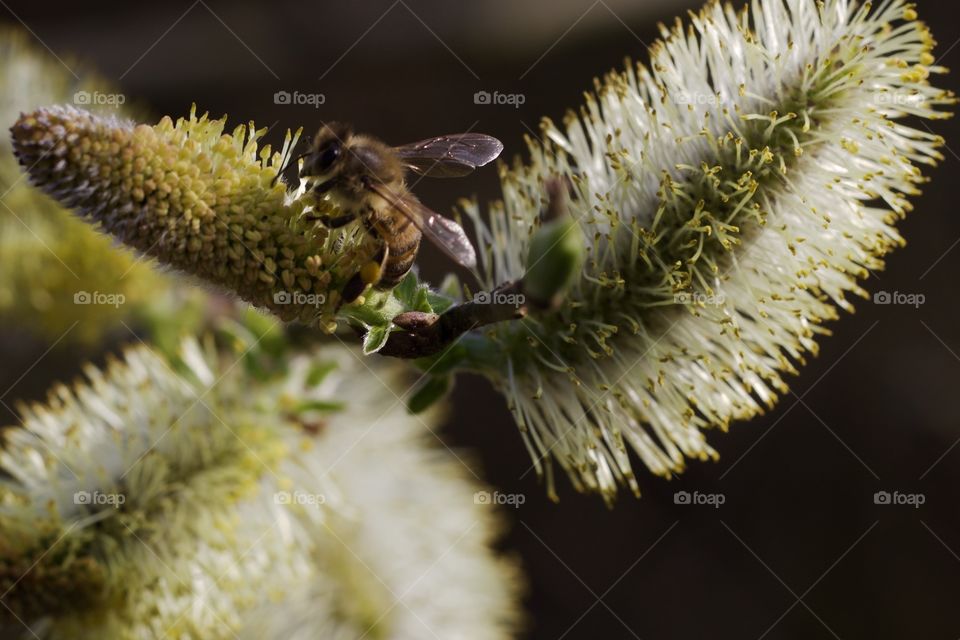 Bee On Flower