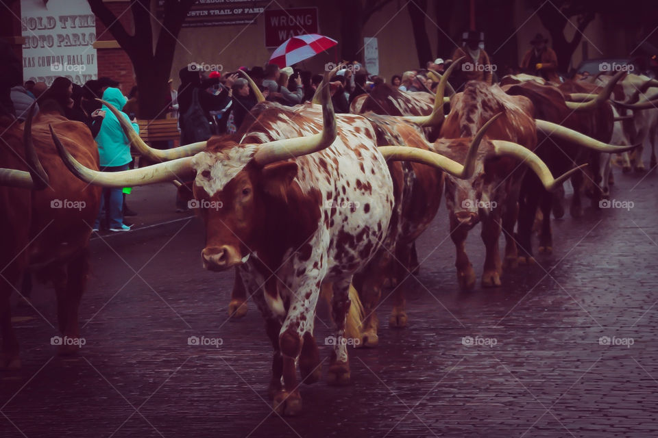 Cattle drive