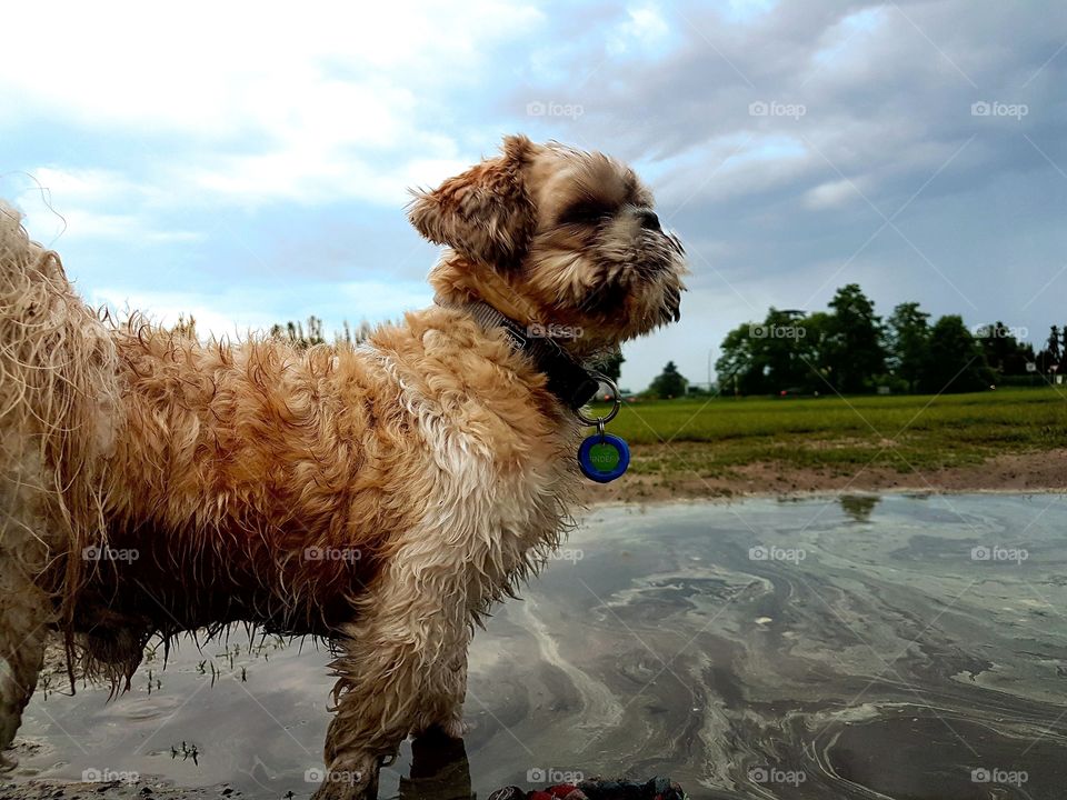This young pretty Shih Tzu male dog has played after strong rainfall in a puddle. Therefore, he is wet and filthy. Now the dog looks curiously in a direction.