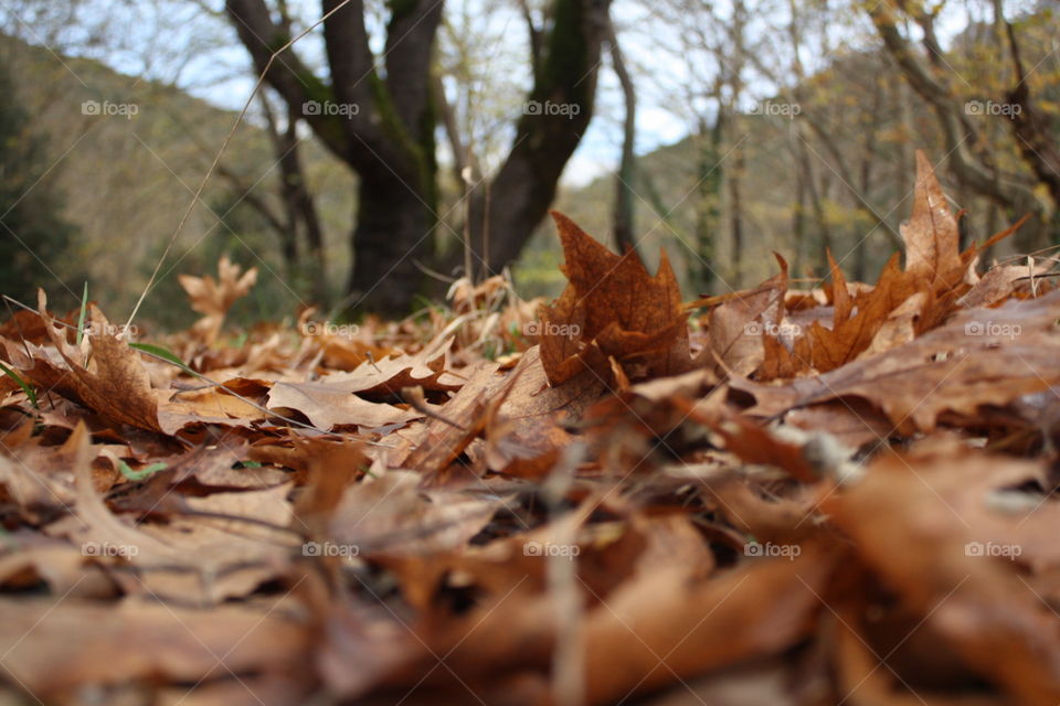 leaves on ground