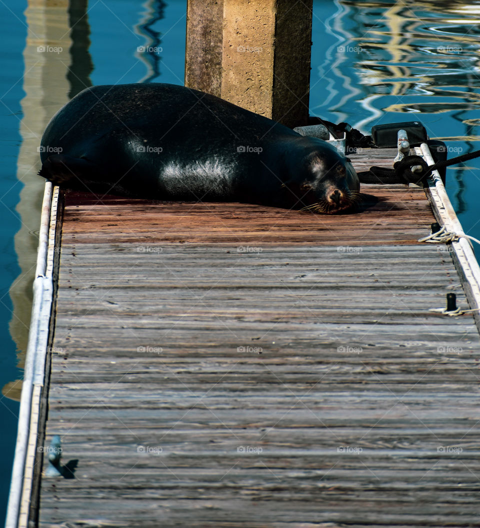 It’s so funny to see a sleeping whale while we were strolling around Redondo Beach. So cute!