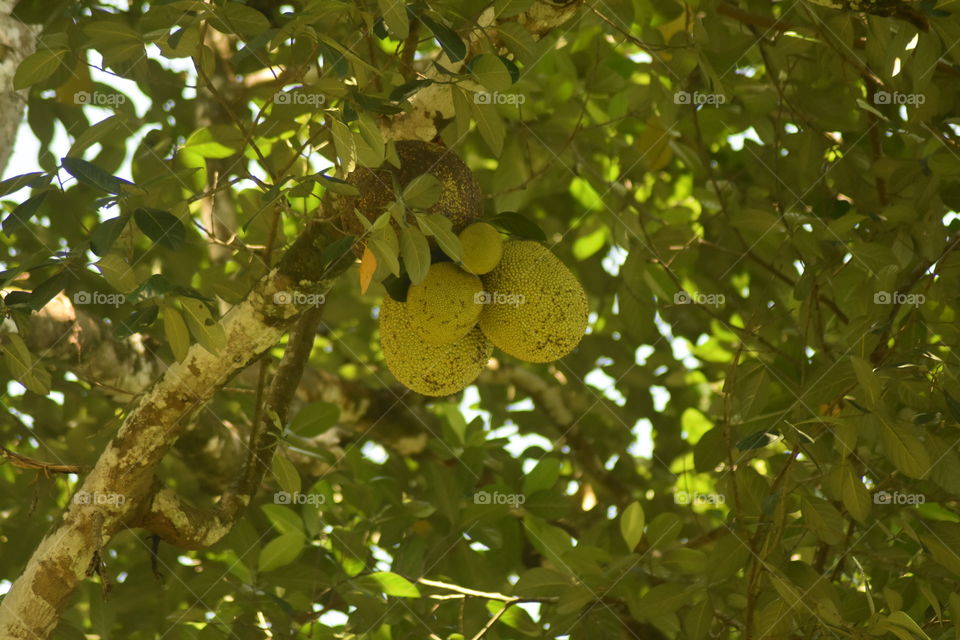 Jack fruit #hanging on 😜