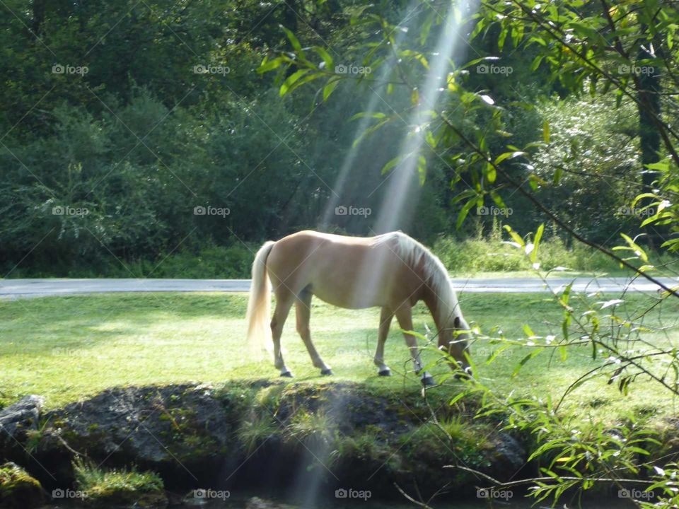 horse in the sunlight