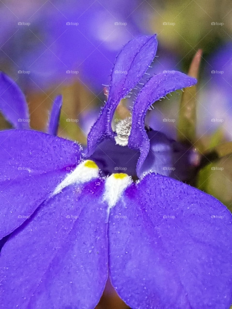 Single Purple Flower Bloom