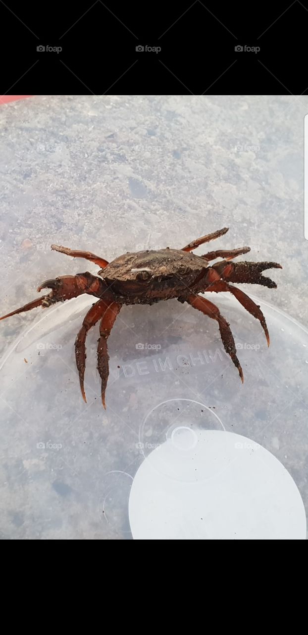 A crab that we found in the harbour! He is posing for us as well!!!