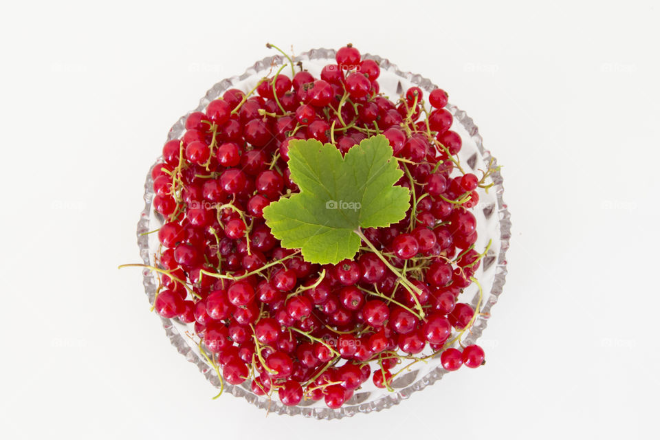 Red currant 
