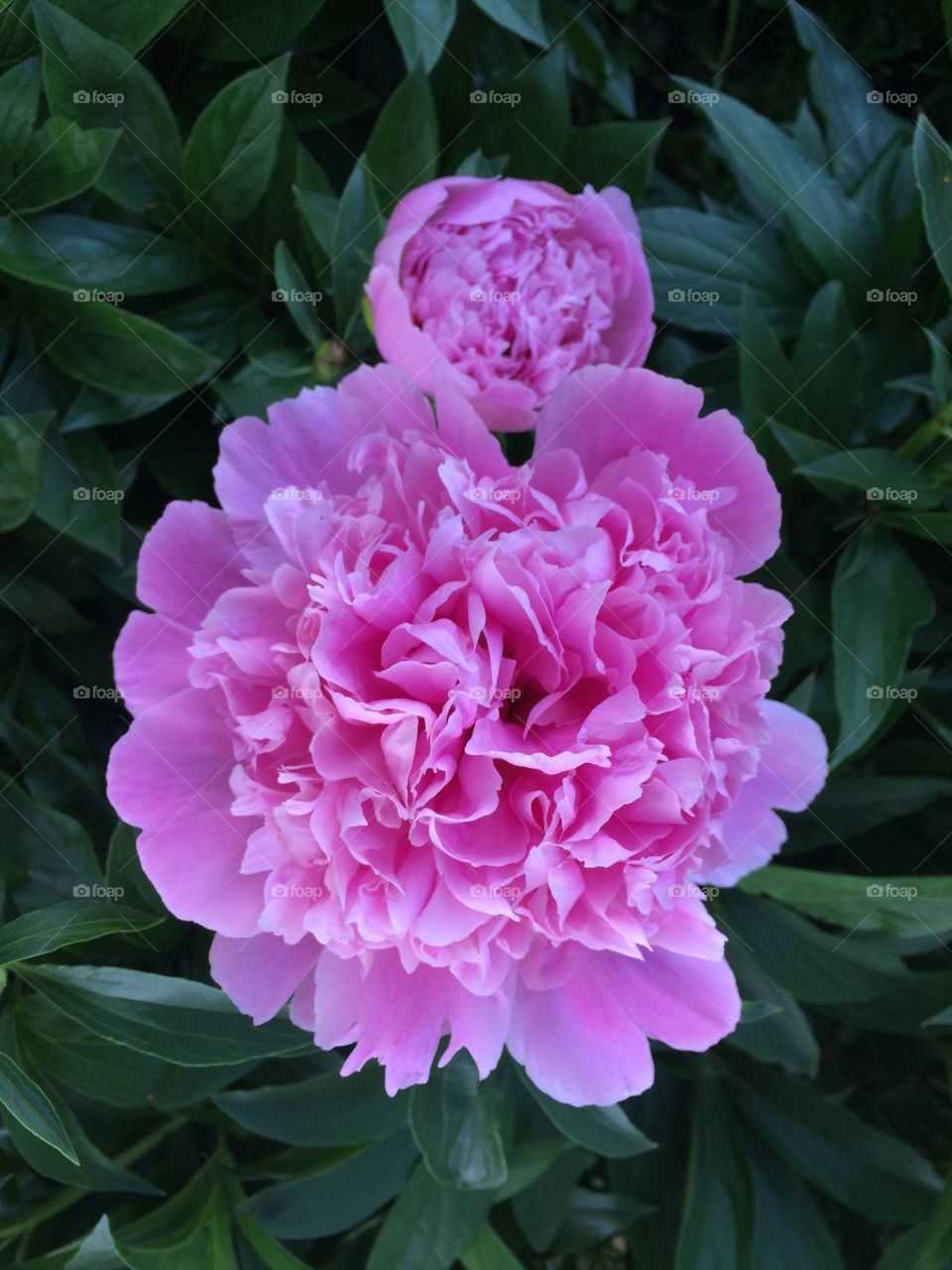 Peony