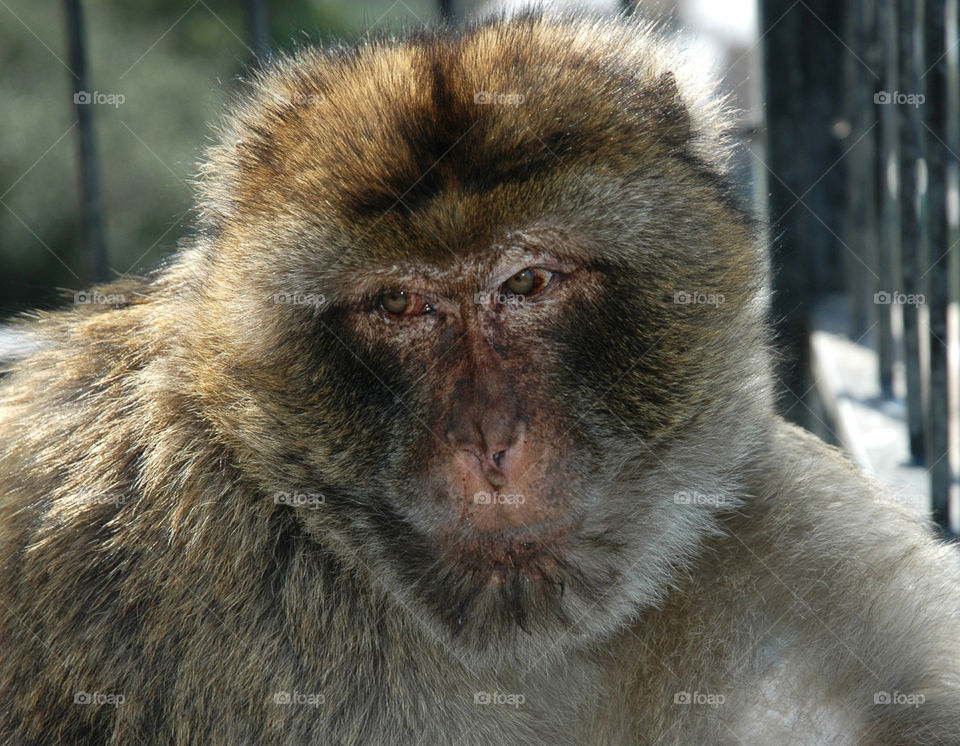 Sad Barbary Ape