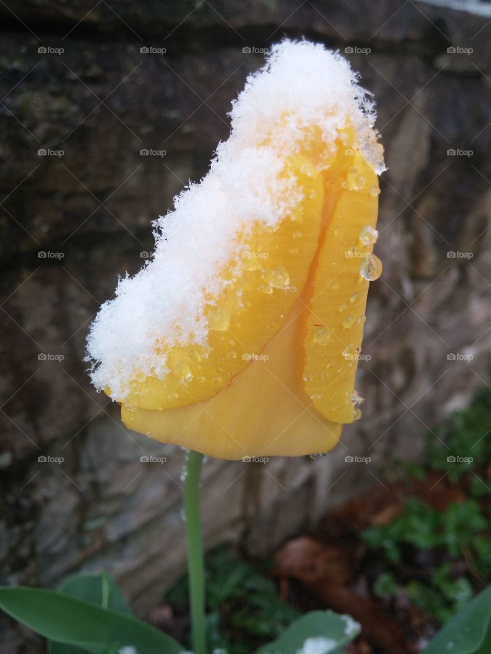 freezing flower