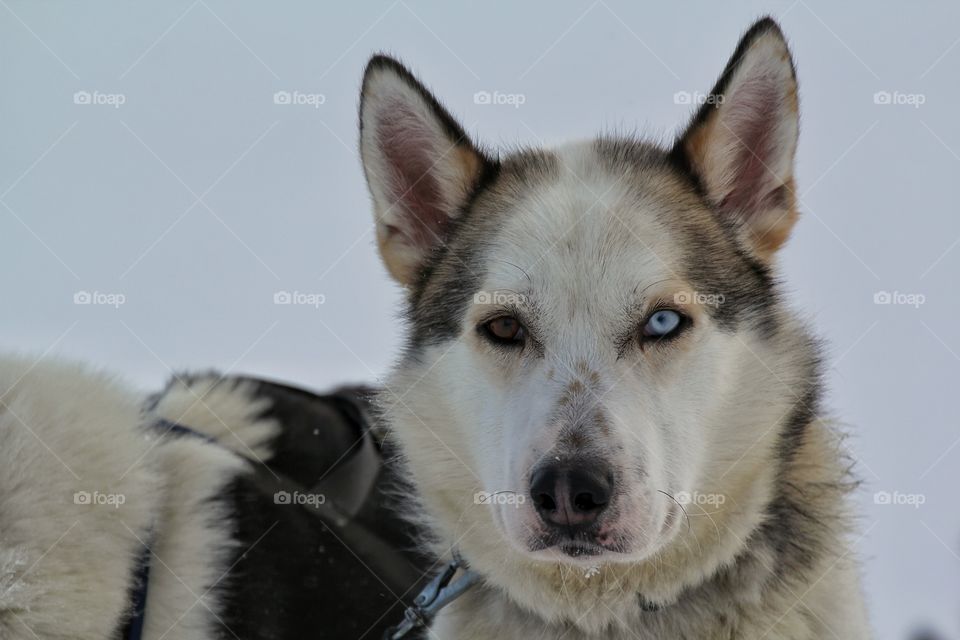 Close-up of husky dog