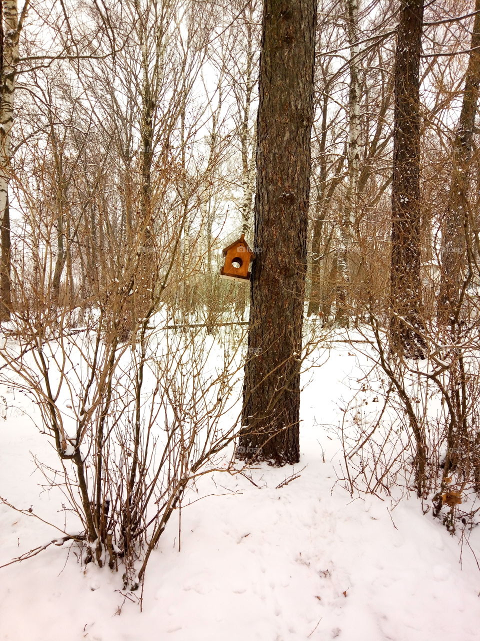 зима.кормушка.