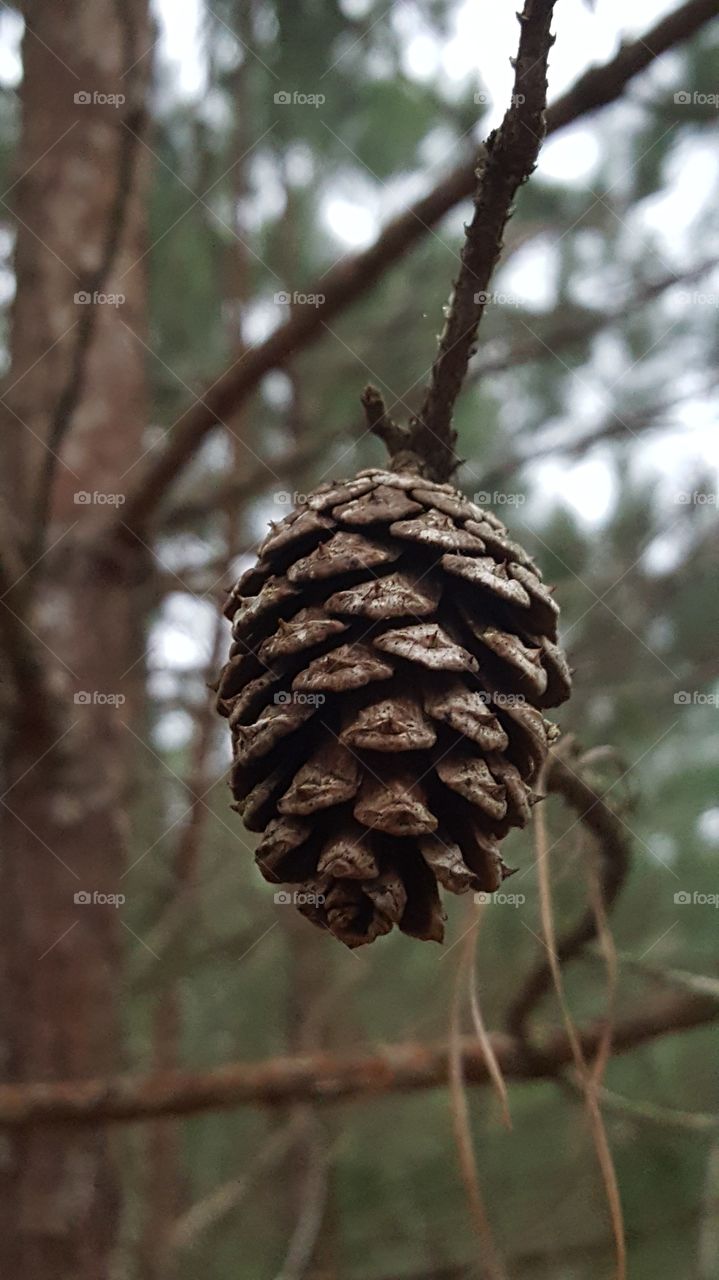 cone