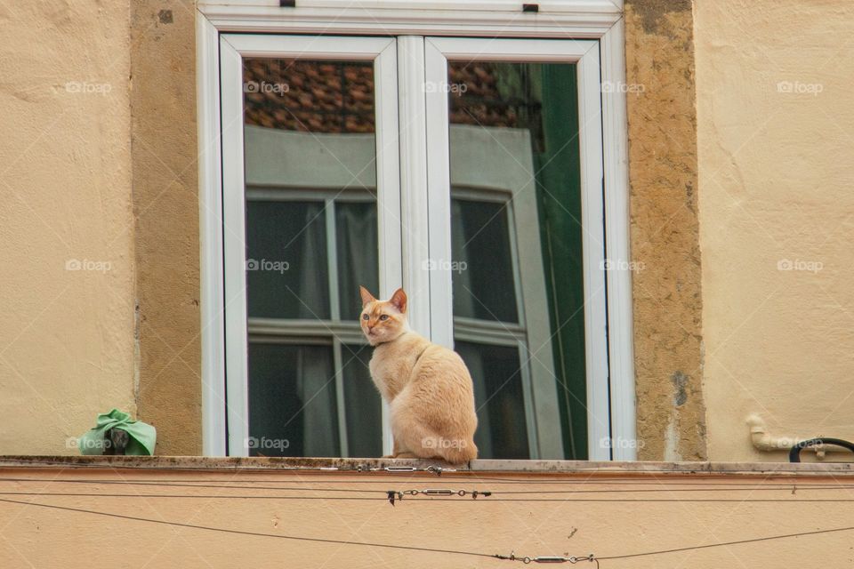 Cat in the window 