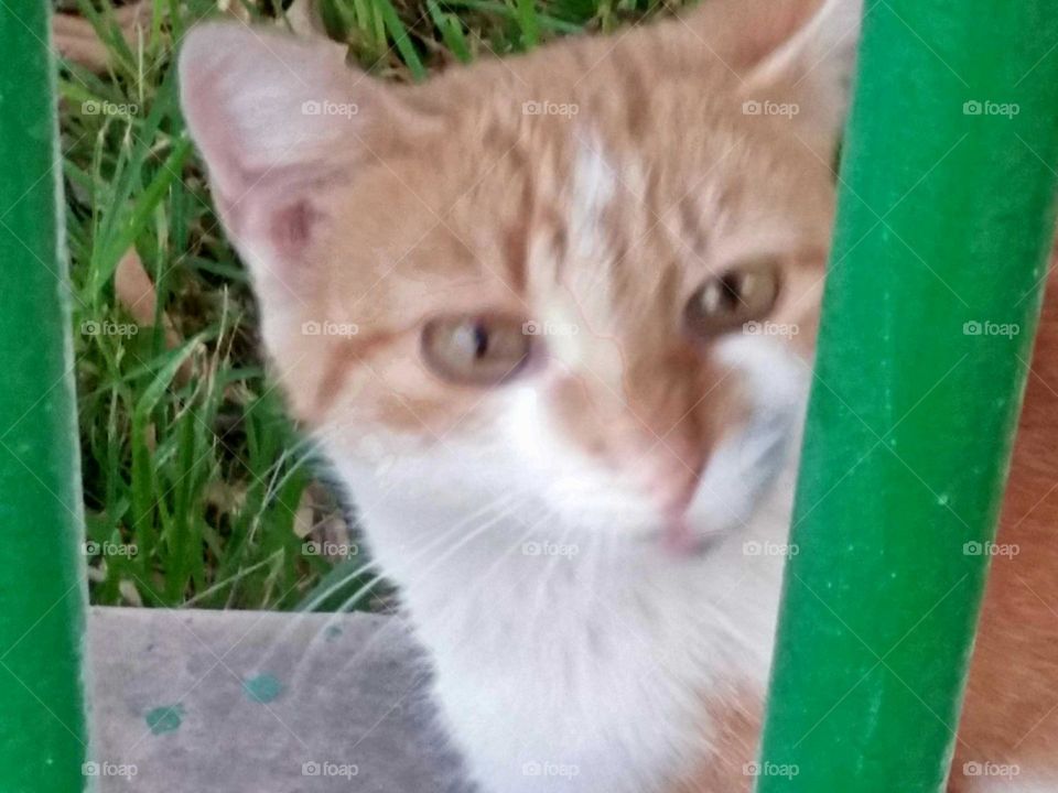 Beautiful cat looking at camera.